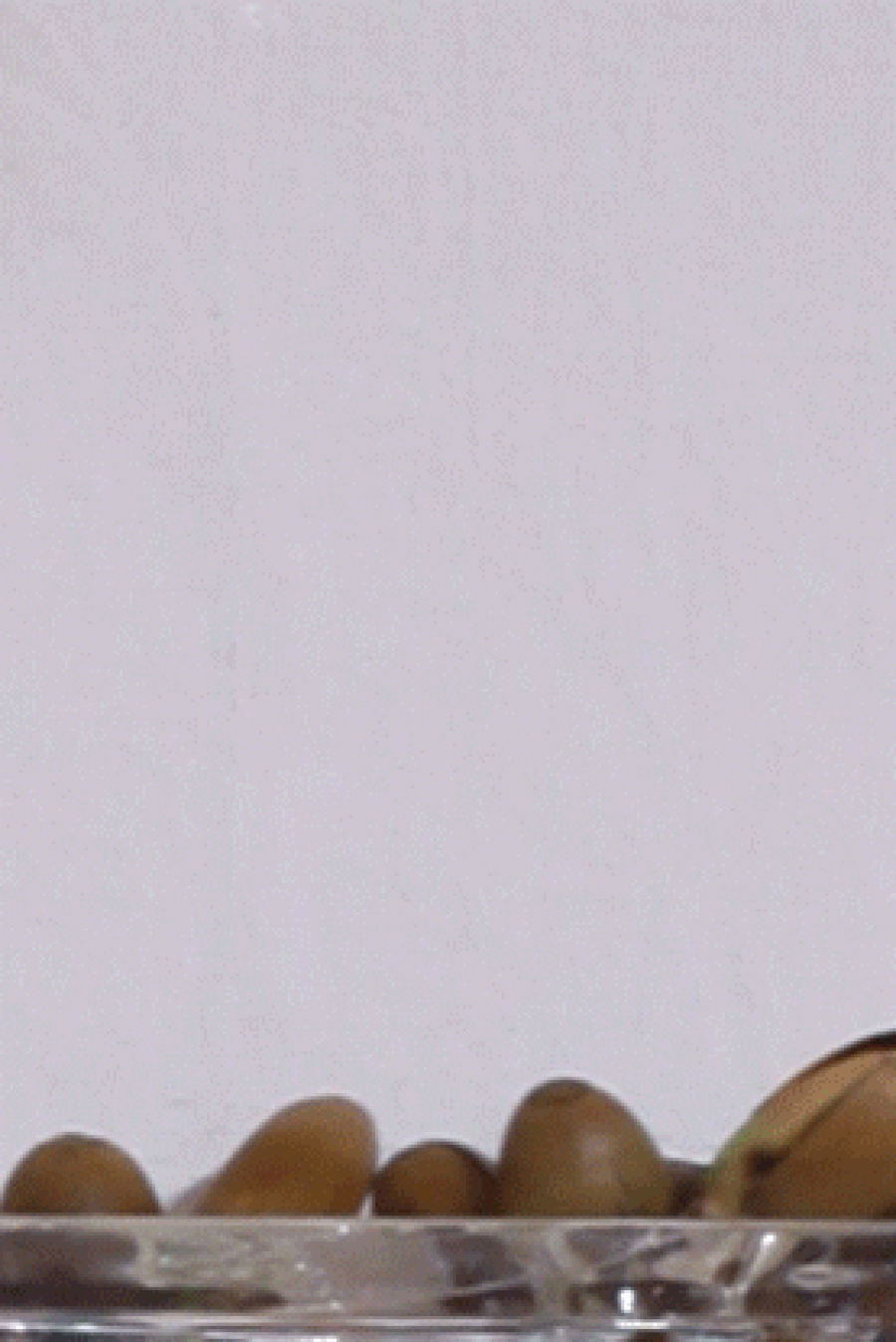 V9-Blaetter_Detail2_V11