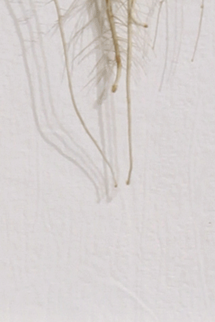 V9-Wurzeln_Detail_V11